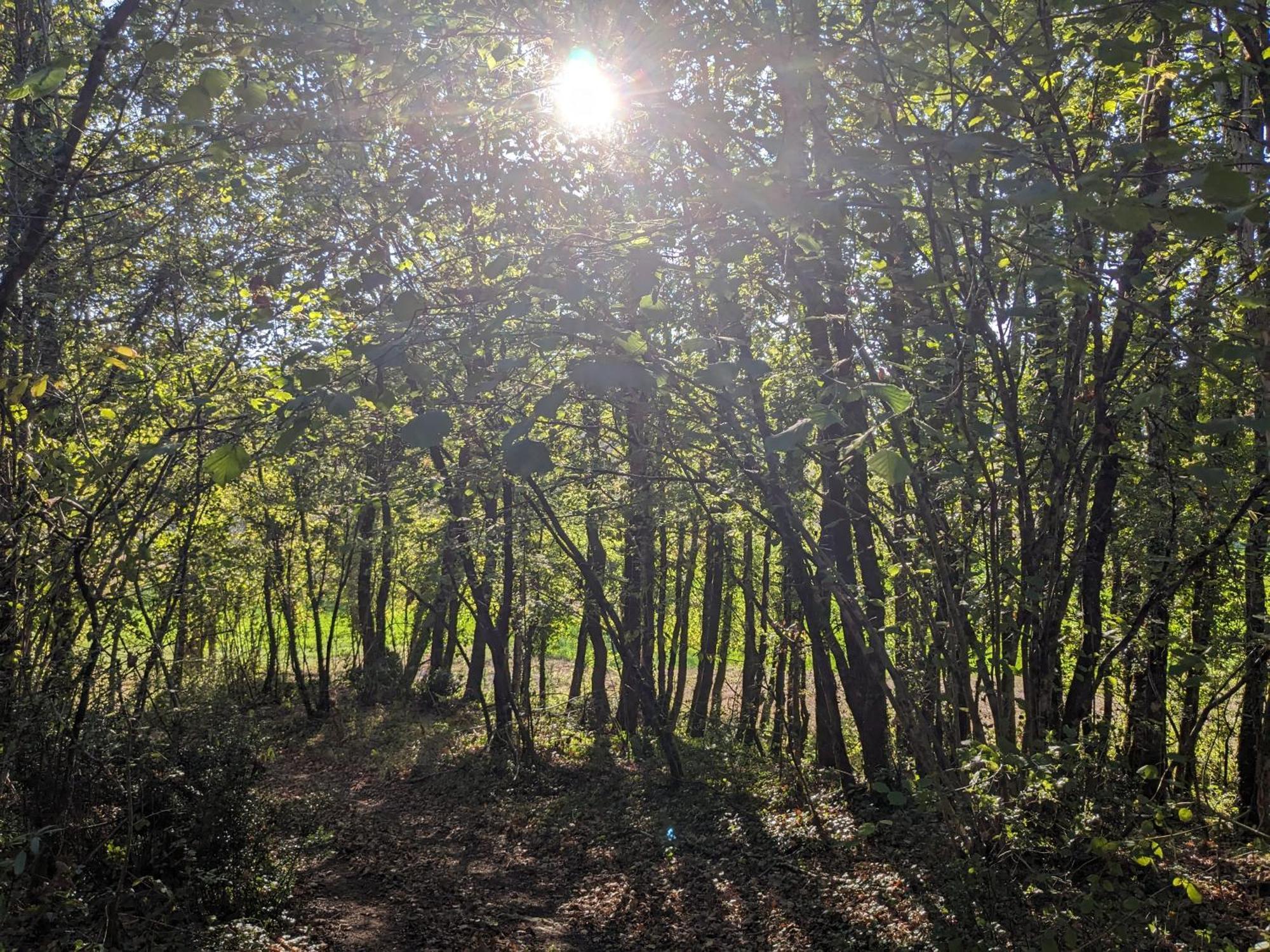 La Grange Symphorine, Chambre D'Hotes De Charme Situee Entre La Vallee De La Dordogne Et La Vallee De La Vezere Meyrals Exteriör bild